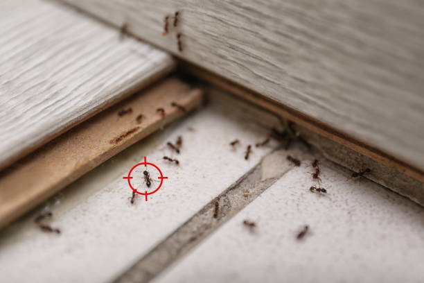 Best Wasp Removal Services  in Avenel, NJ