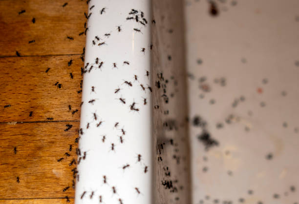 Flea Control Services in Avenel, NJ